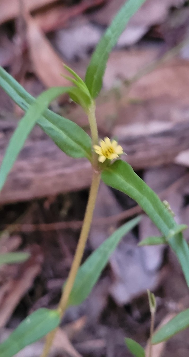 Eclipta platyglossa photo 5