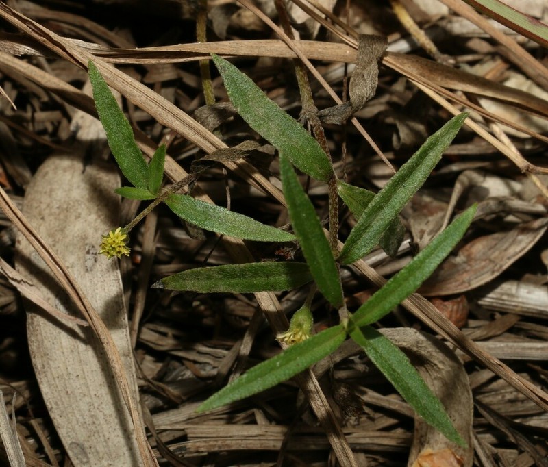 Eclipta platyglossa photo 6