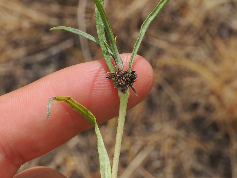 Eclipta platyglossa photo 7