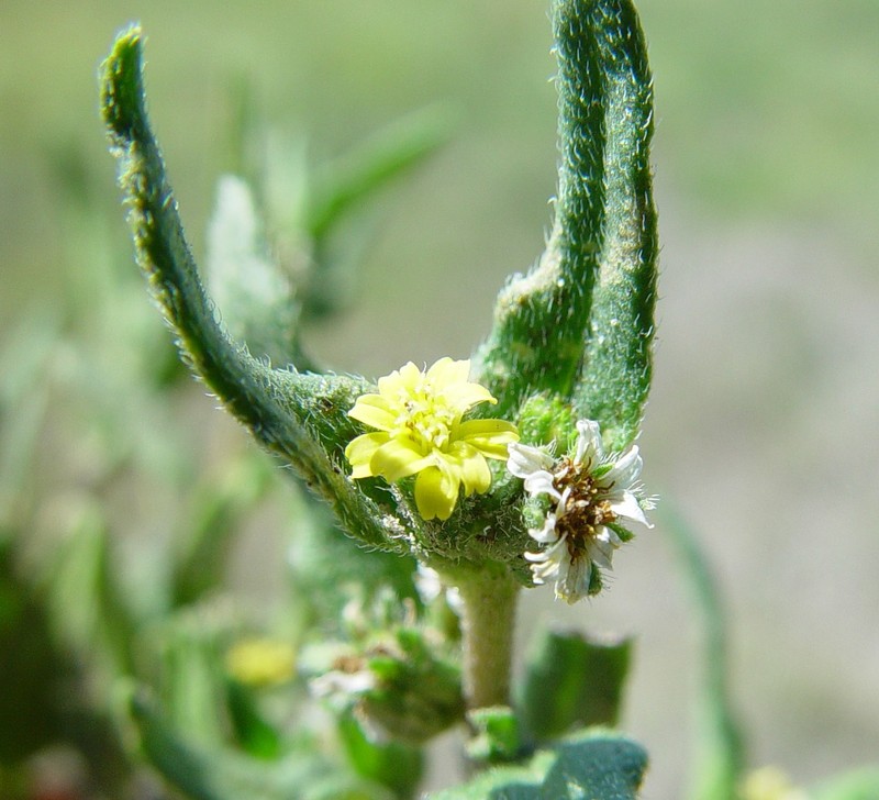 Eclipta platyglossa subsp. borealis