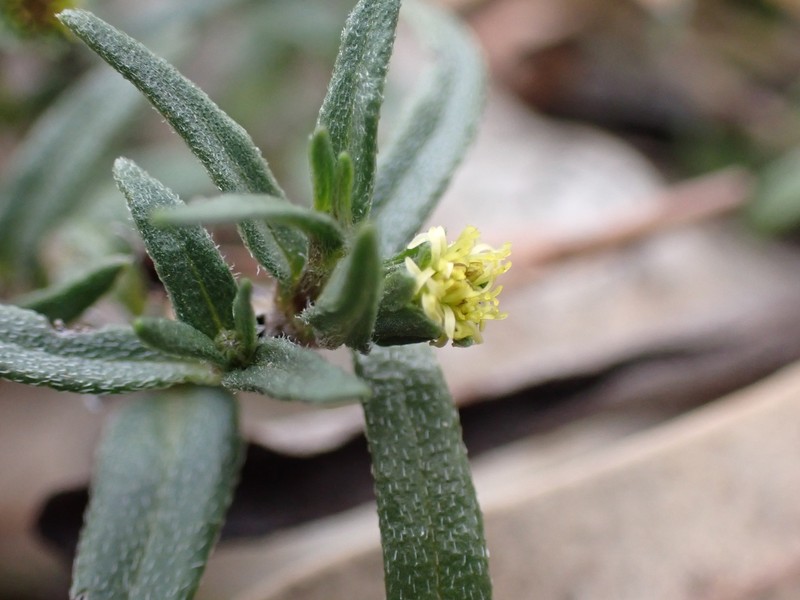 Eclipta platyglossa subsp. platyglossa