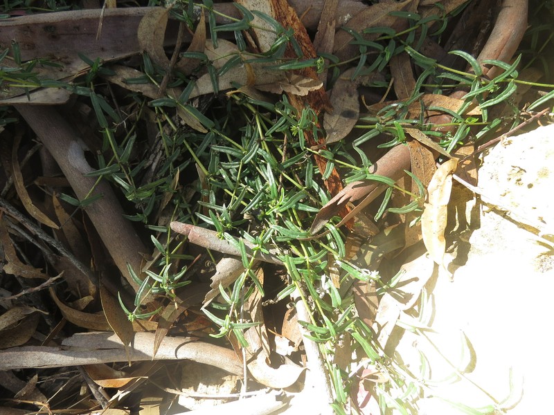 Eclipta platyglossa subsp. platyglossa photo 2