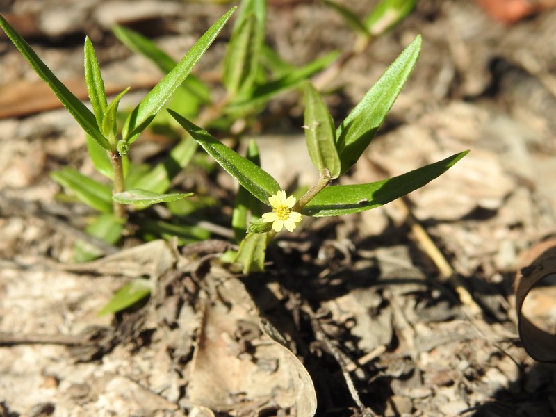 Eclipta platyglossa subsp. platyglossa photo 4