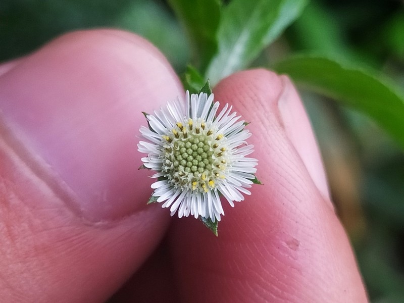 False Daisy photo 2