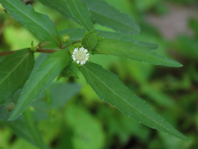 False Daisy photo 3
