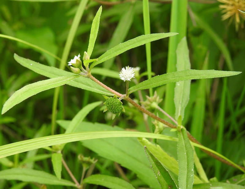 False Daisy photo 4