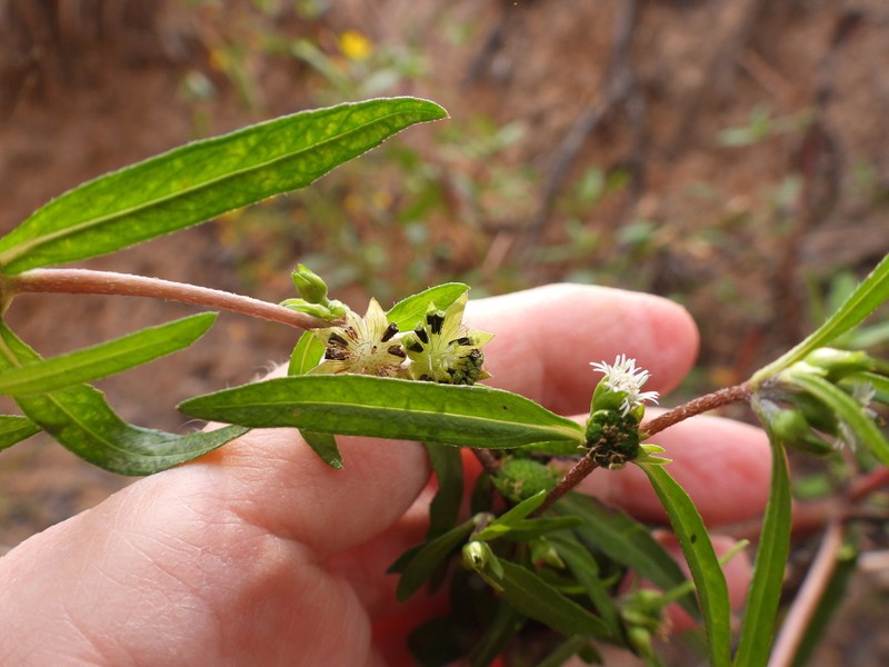False Daisy photo 5