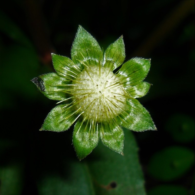 False Daisy photo 6