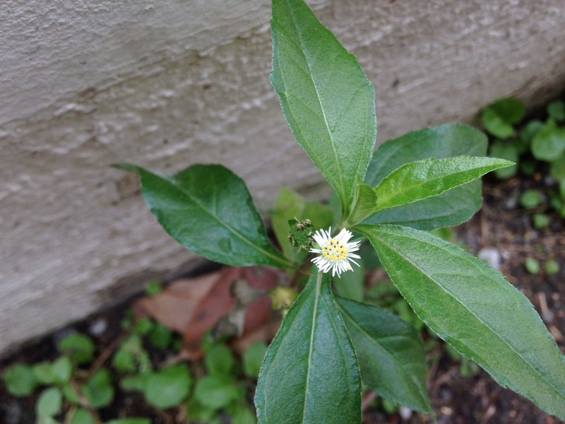False Daisy photo 7