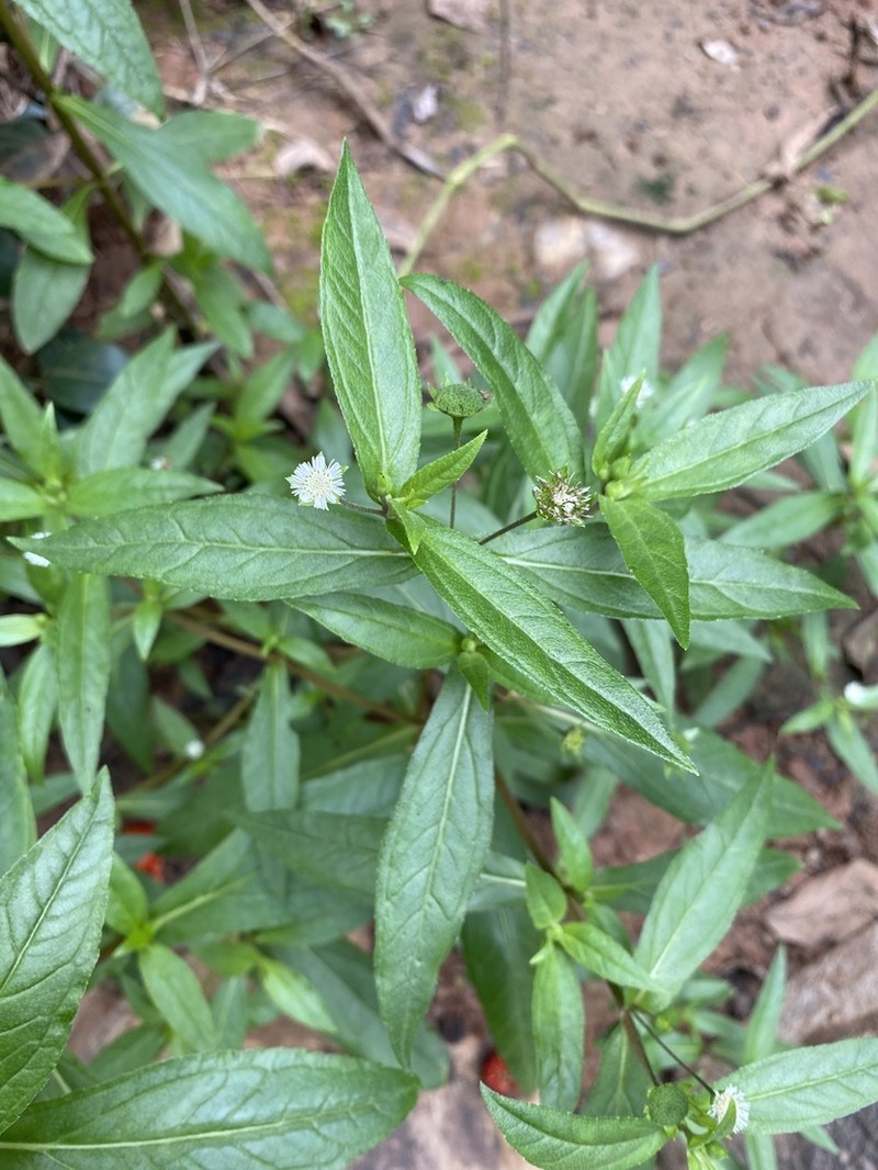 False Daisy photo 8