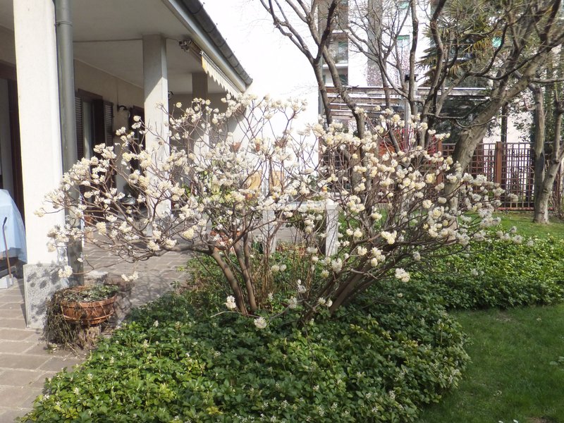 Oriental Paperbush photo 2