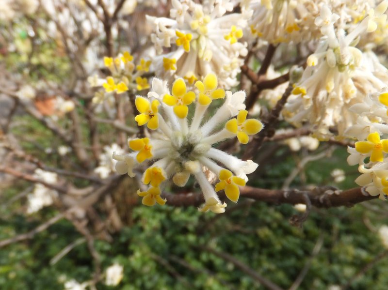 Oriental Paperbush photo 3