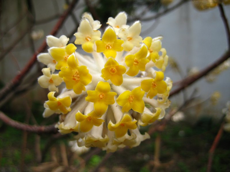 Oriental Paperbush photo 4