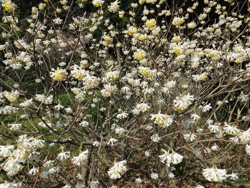 Oriental Paperbush photo 6