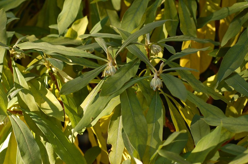 Oriental Paperbush photo 7