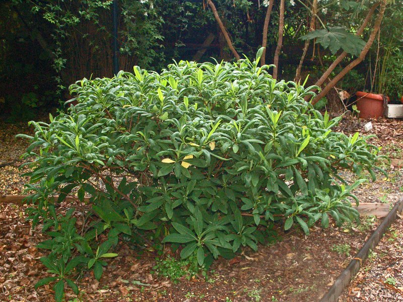 Oriental Paperbush