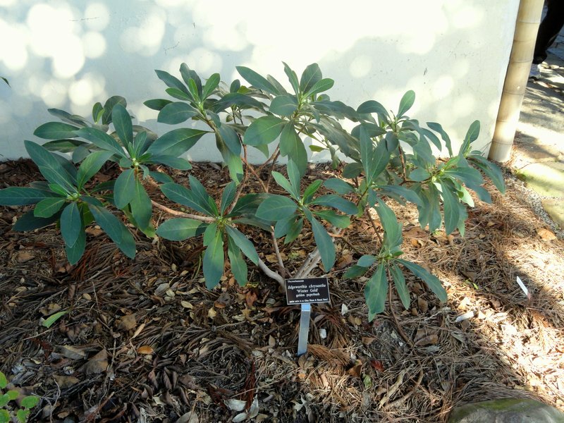 Oriental Paperbush photo 8