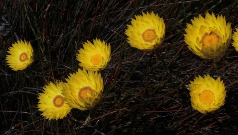 Edmondia fasciculata