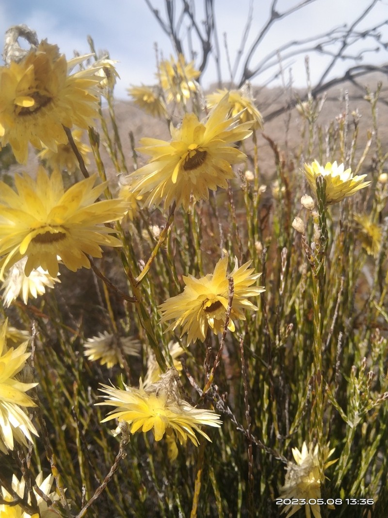 Edmondia fasciculata photo 2
