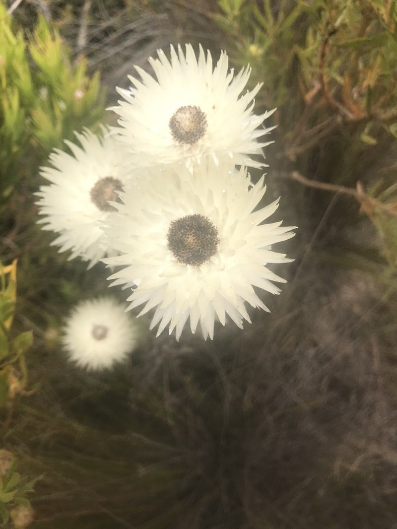 Edmondia fasciculata photo 3