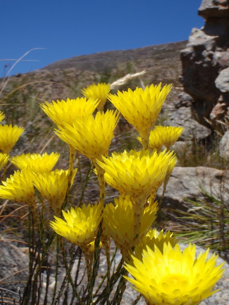 Edmondia fasciculata photo 4