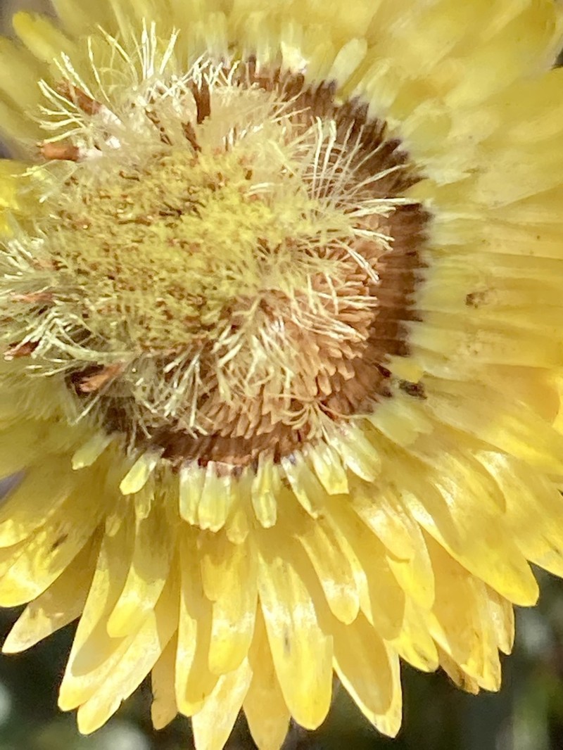Edmondia fasciculata photo 5