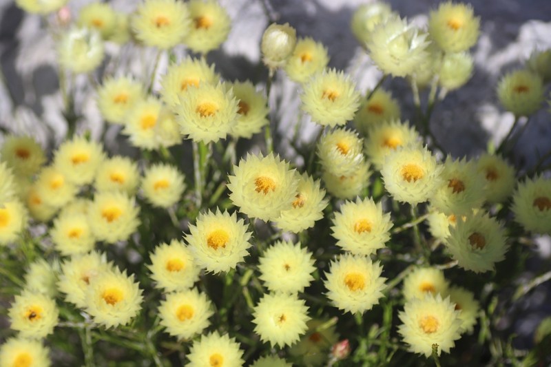 Edmondia fasciculata photo 6