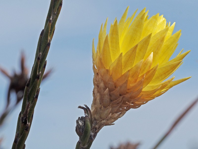 Edmondia fasciculata photo 8