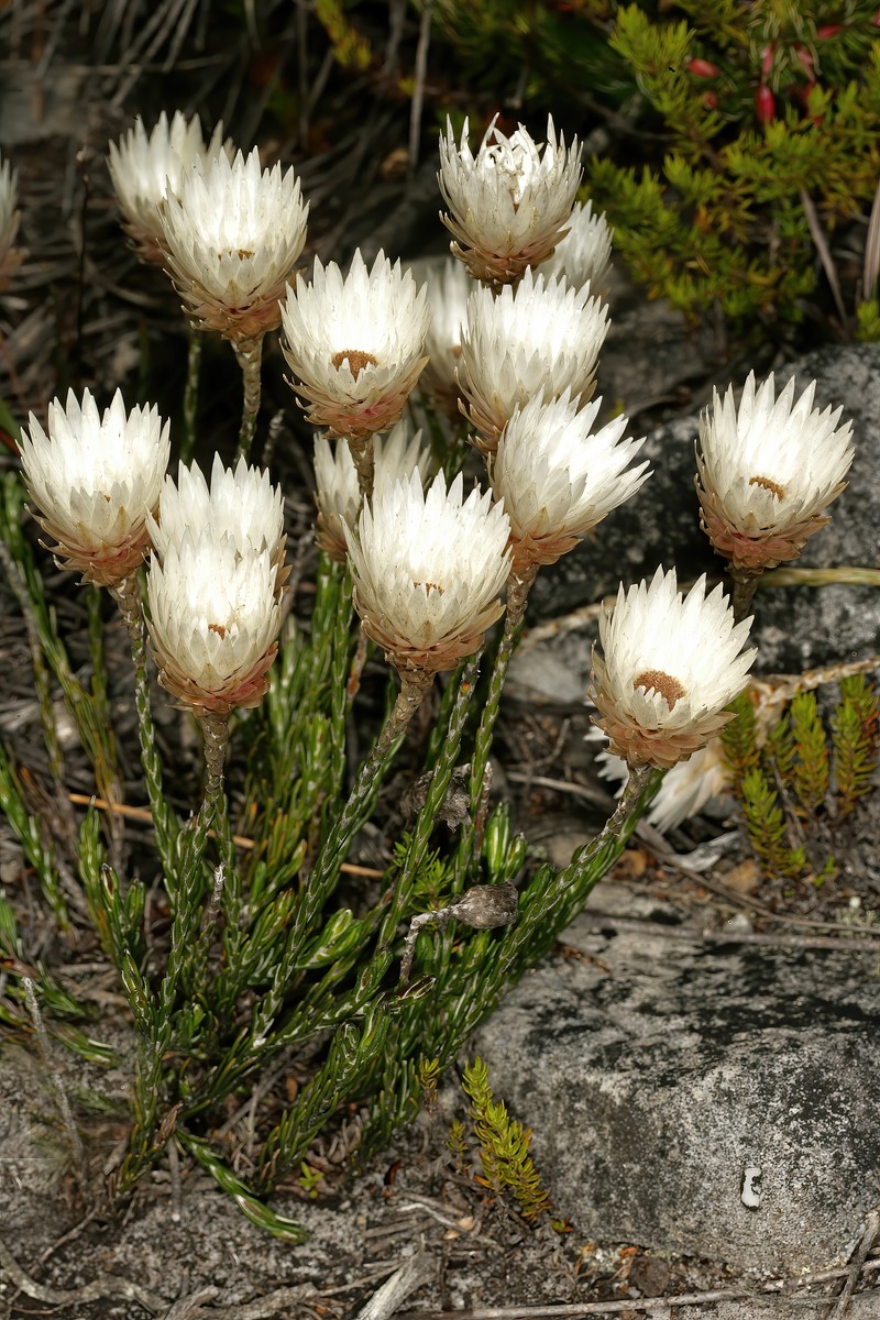 Edmondia pinifolia