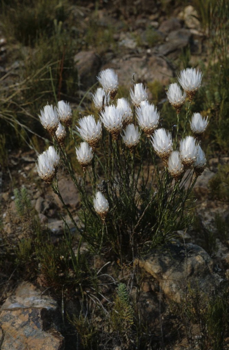 Edmondia pinifolia photo 2