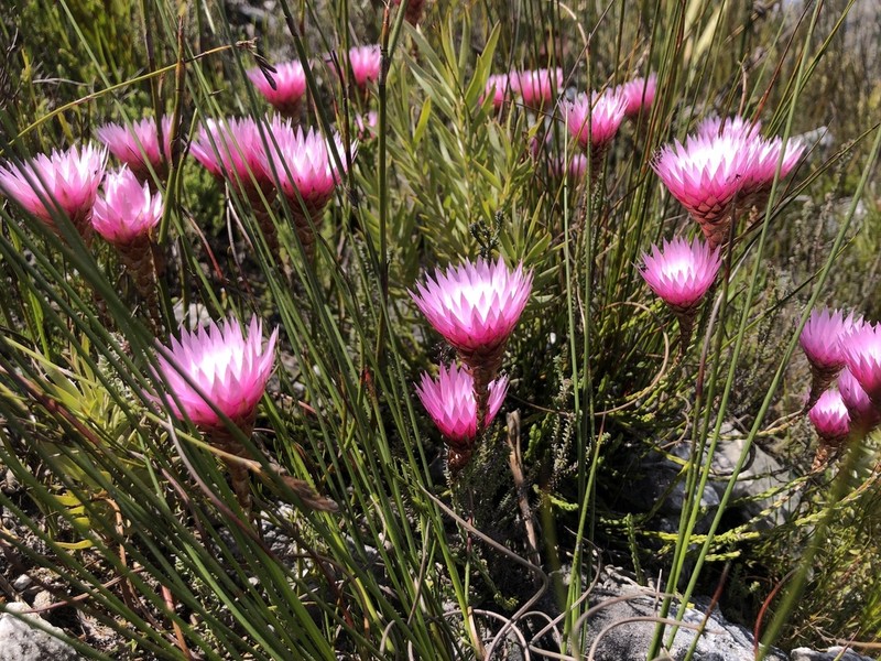 Edmondia pinifolia photo 3