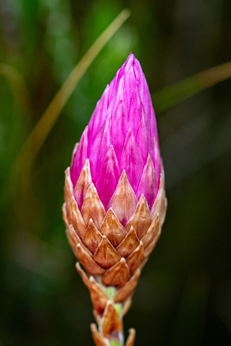 Edmondia pinifolia photo 4