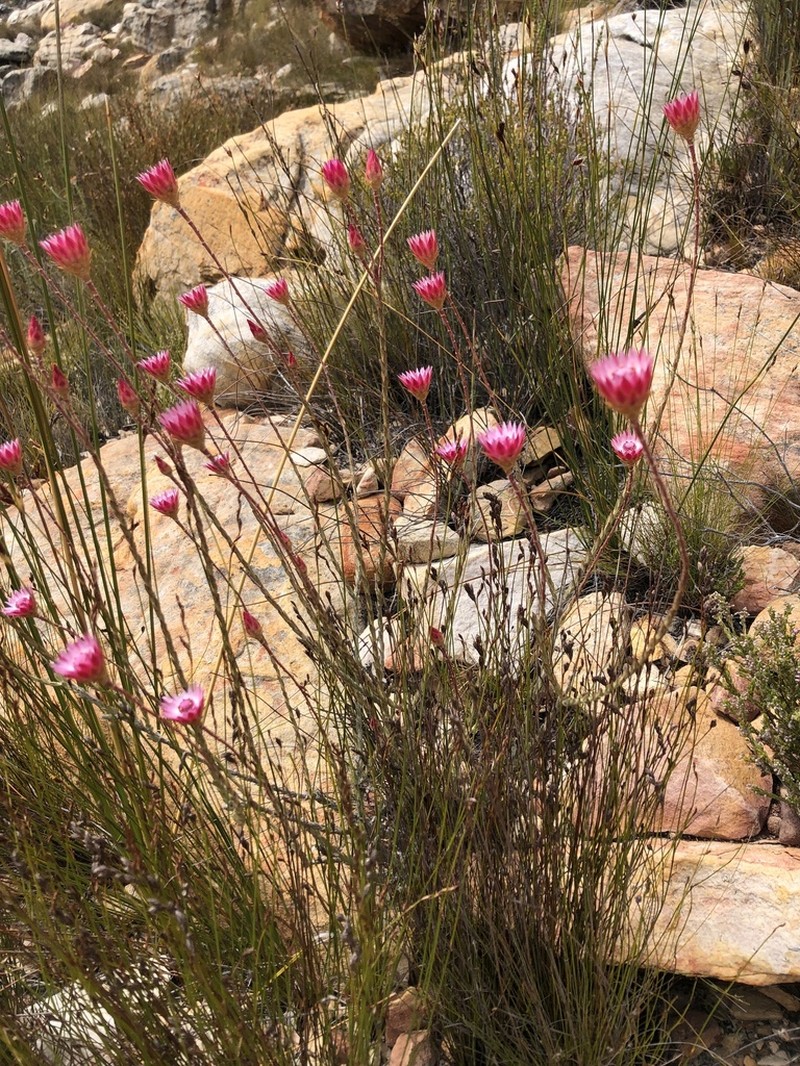 Edmondia pinifolia photo 5
