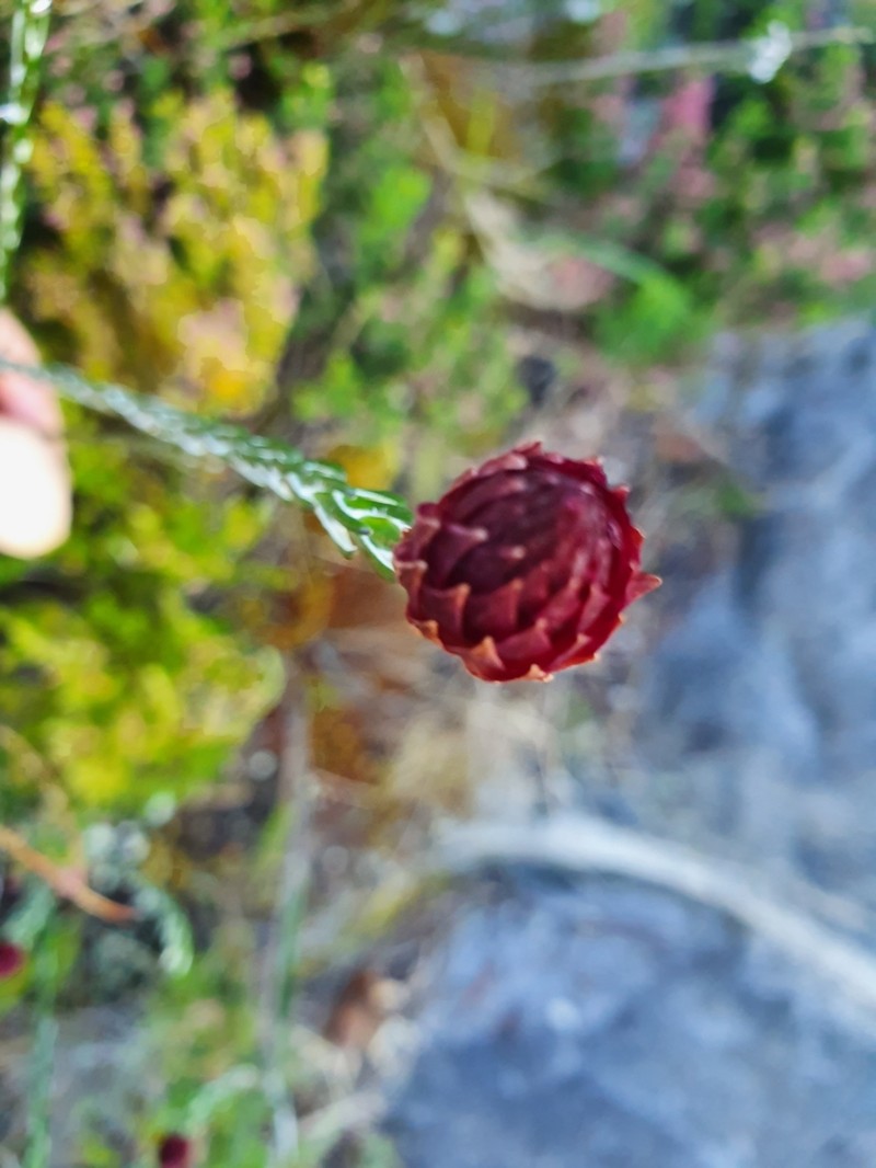 Edmondia pinifolia photo 6