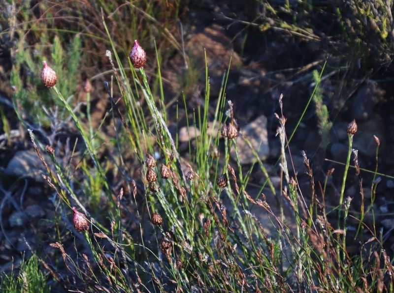 Edmondia pinifolia photo 7