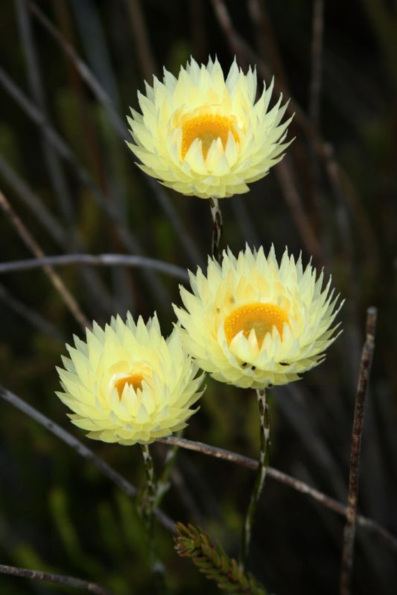 Edmondia sesamoides