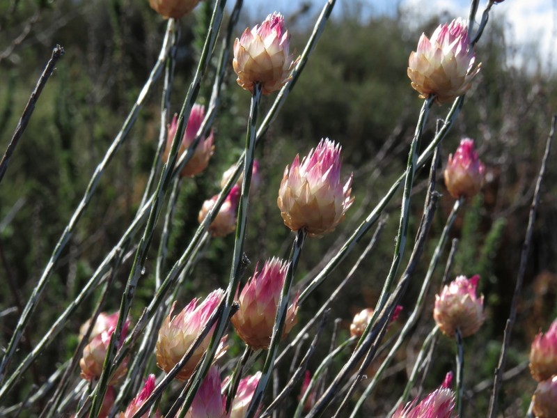 Edmondia sesamoides photo 2