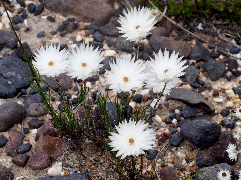 Edmondia sesamoides photo 3