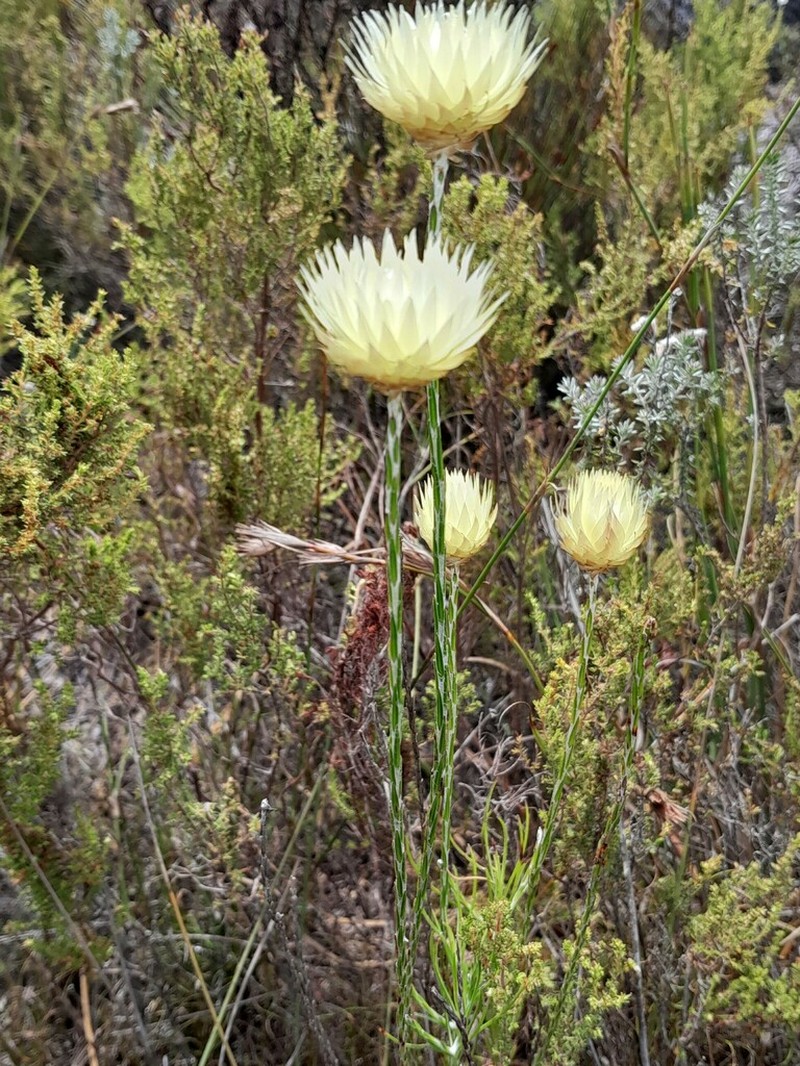 Edmondia sesamoides photo 4