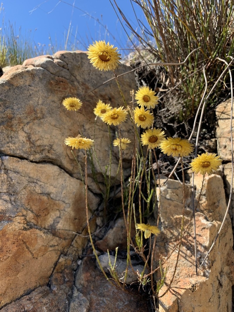 Edmondia sesamoides photo 5