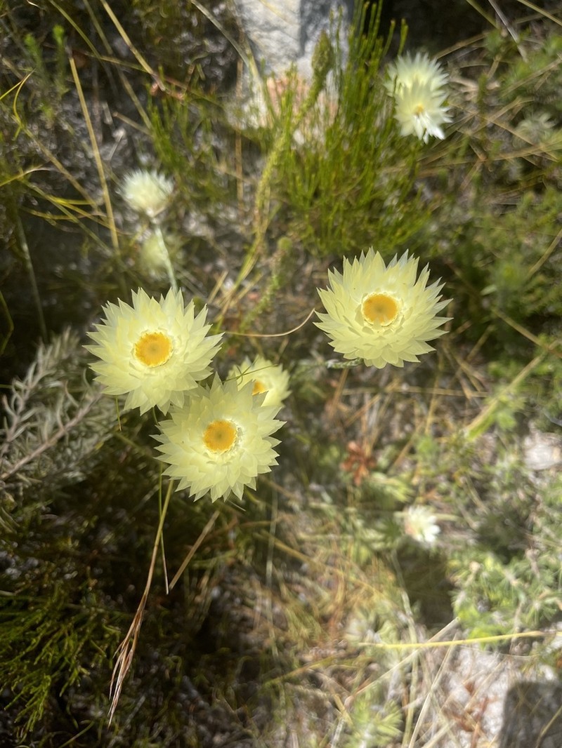 Edmondia sesamoides photo 6