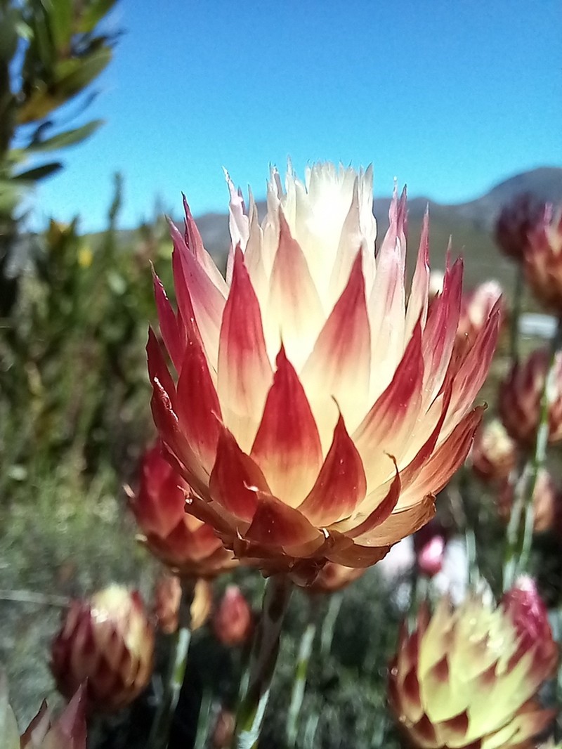Edmondia sesamoides photo 7