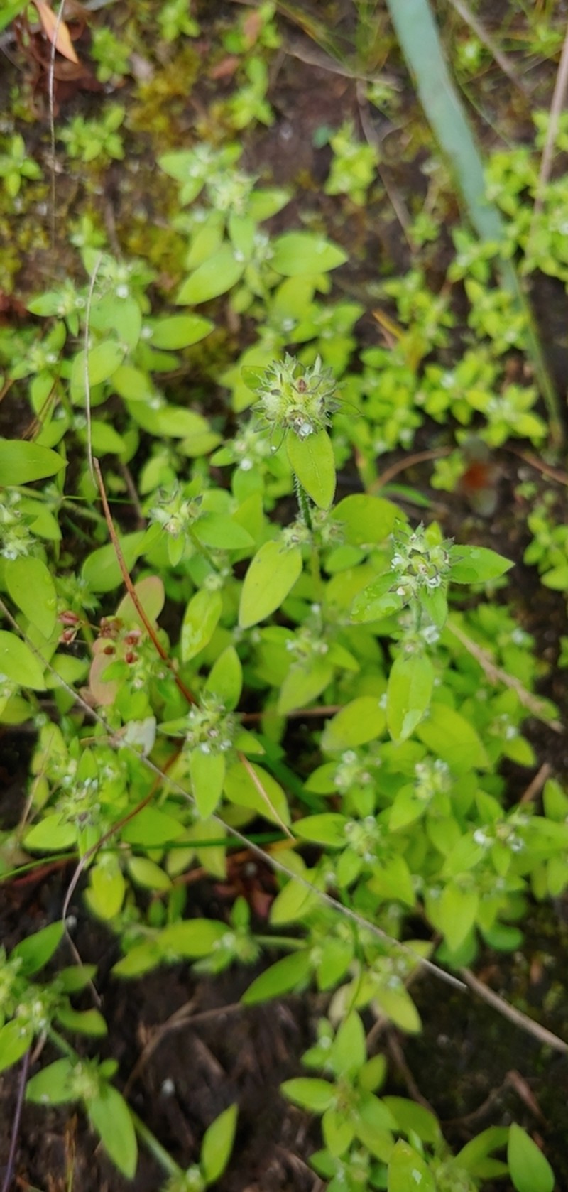 Clustered Mille Graines photo 5