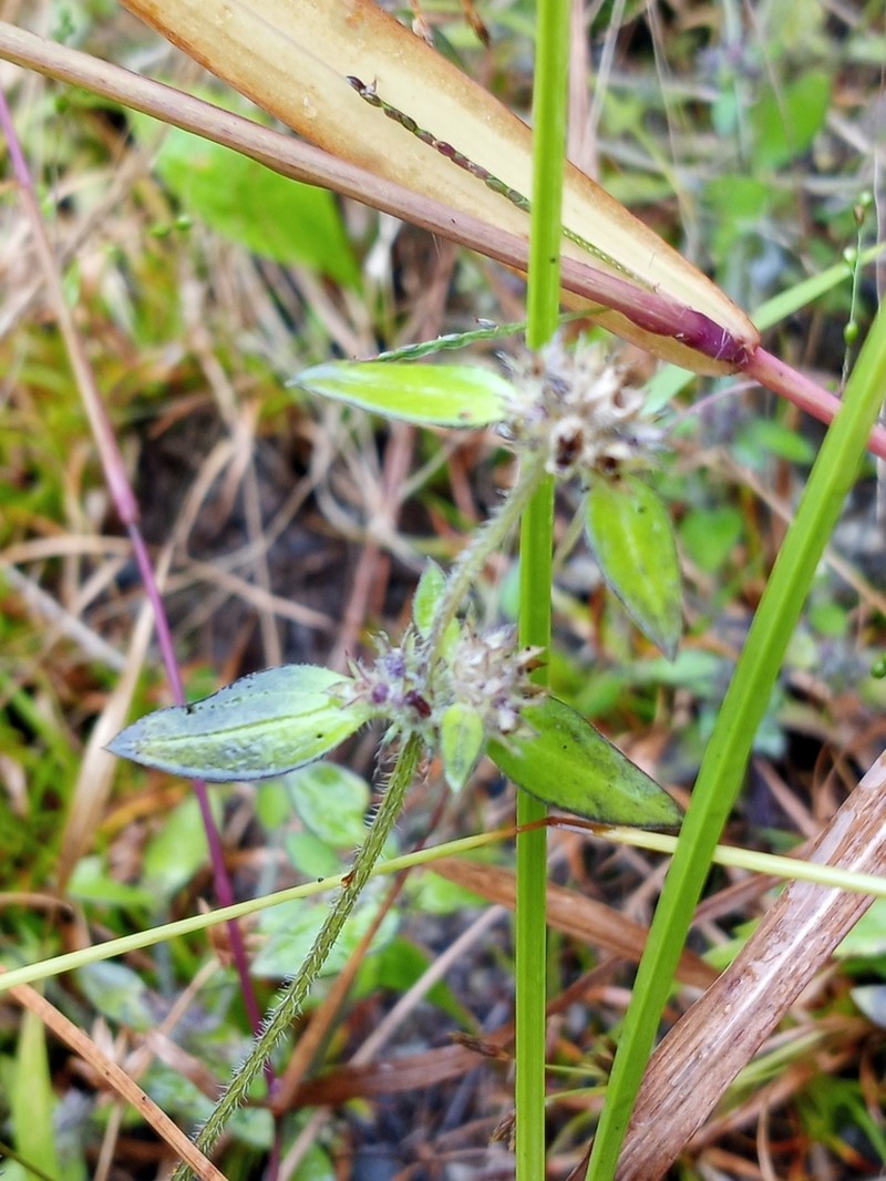Clustered Mille Graines photo 6
