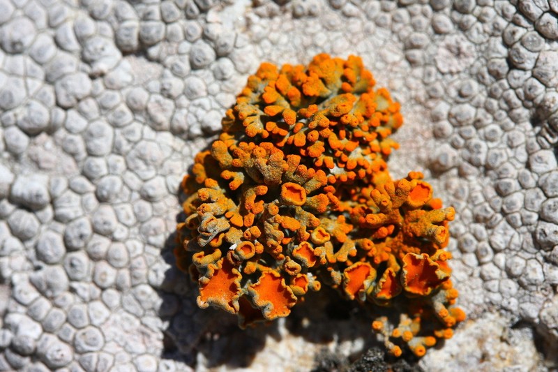 Edrudia Lichen