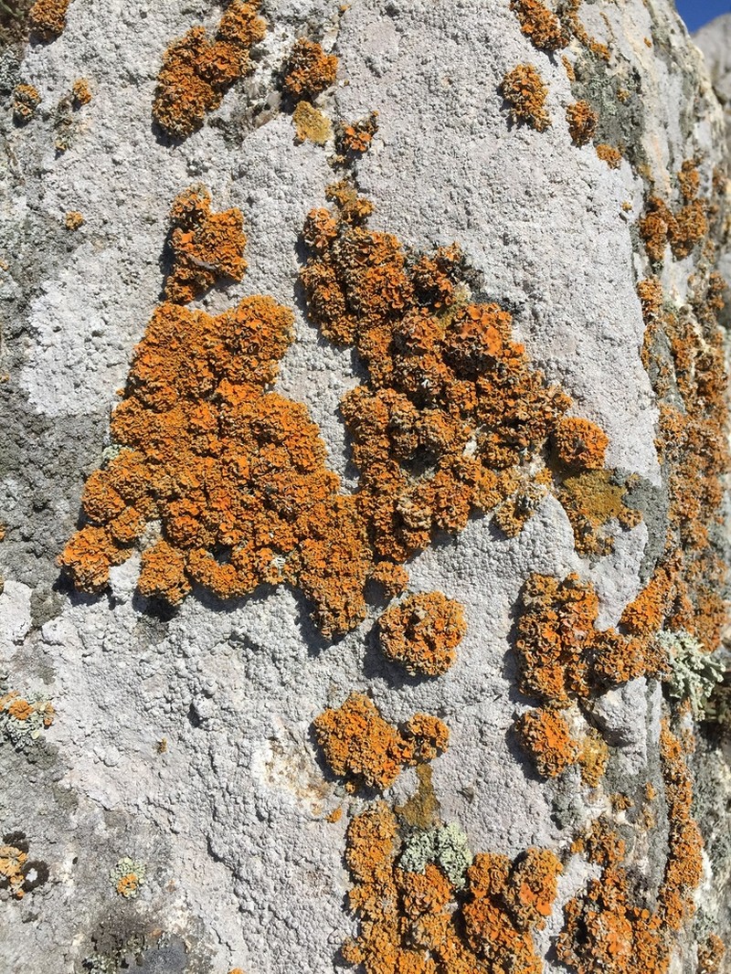 Edrudia Lichen photo 2