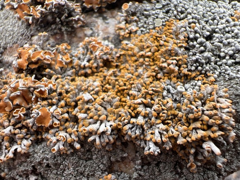 Edrudia Lichen photo 3