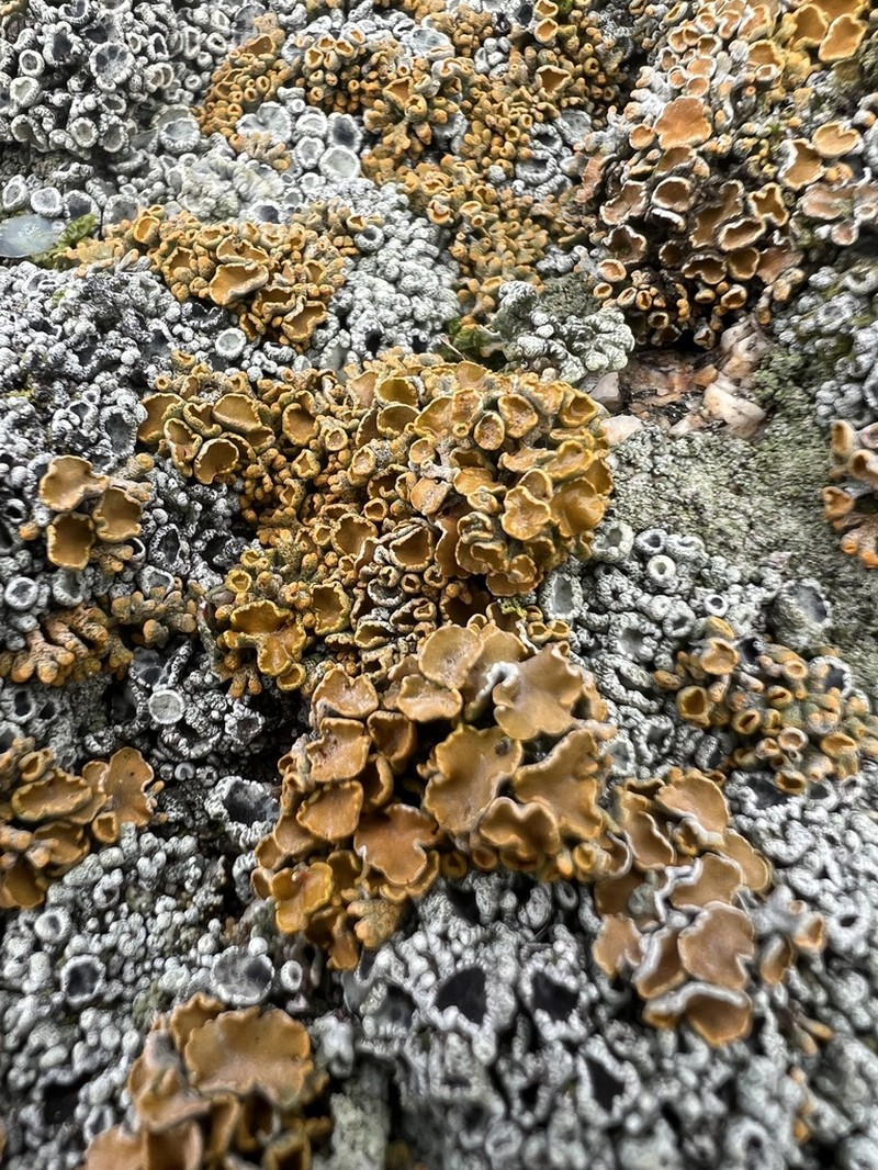 Edrudia Lichen photo 4