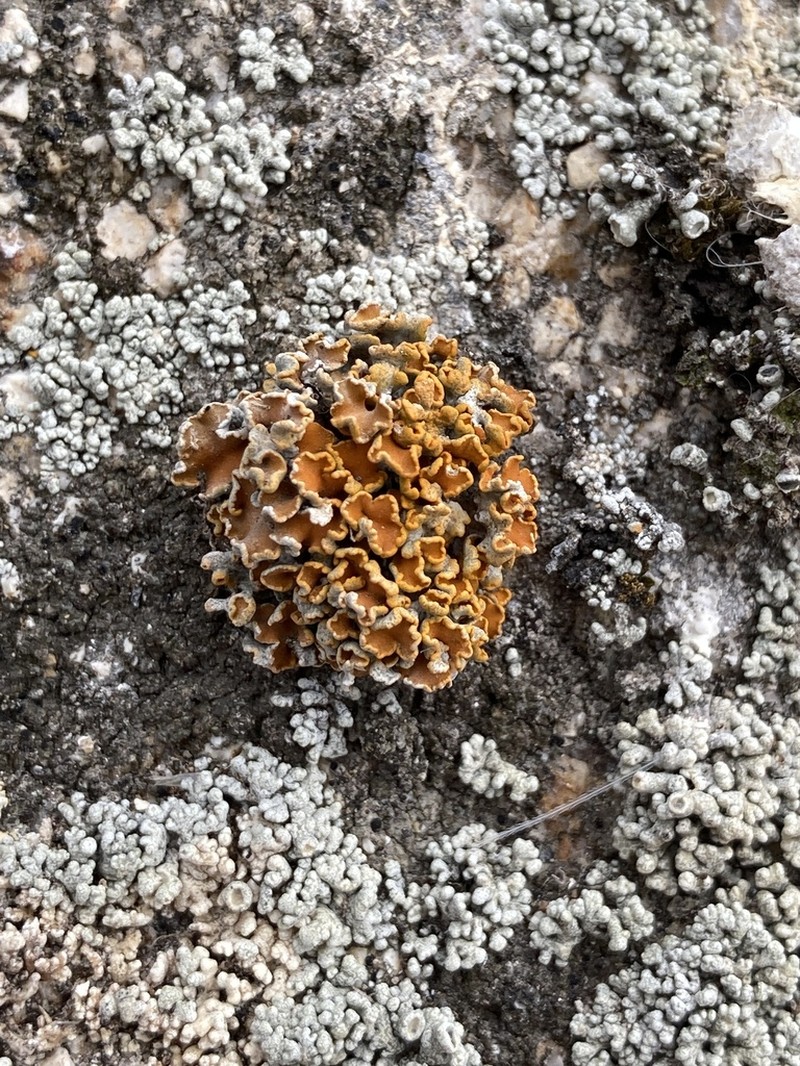 Edrudia Lichen photo 5