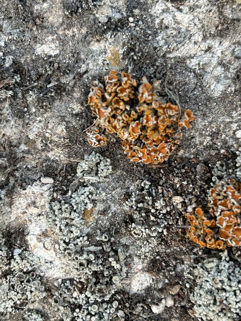 Edrudia Lichen photo 6